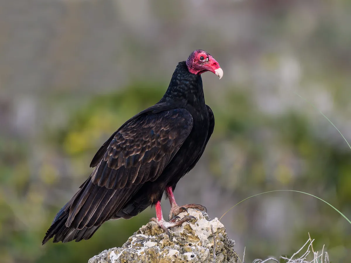 What Do Turkey Vultures Eat? (Turkey Buzzard Diet)
