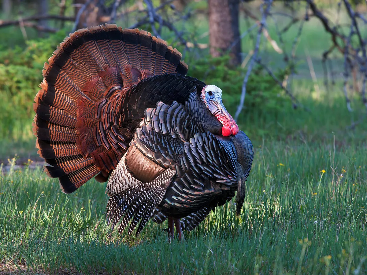 What is a Group of Turkeys Called? (Complete Guide) | Birdfact