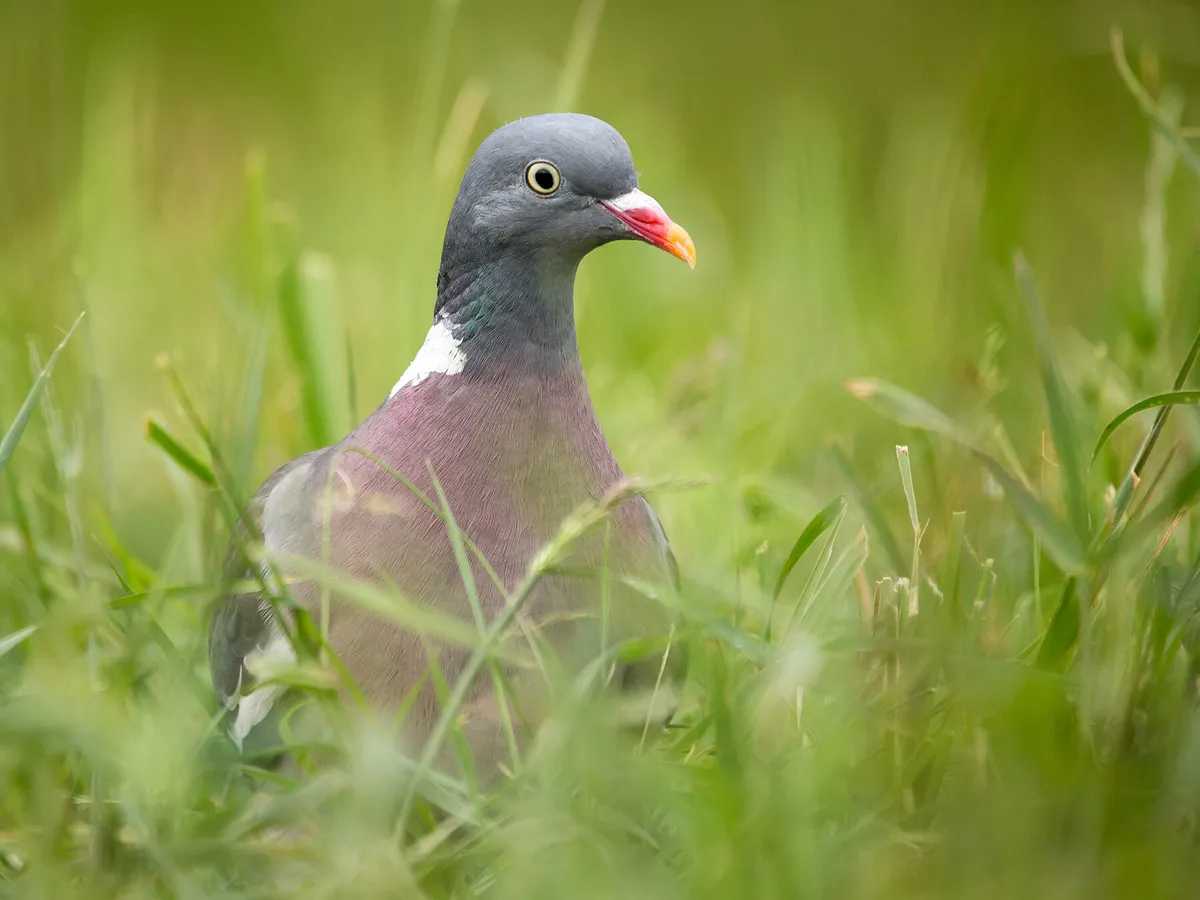 What Do Wood Pigeons Eat? (Complete Guide)
