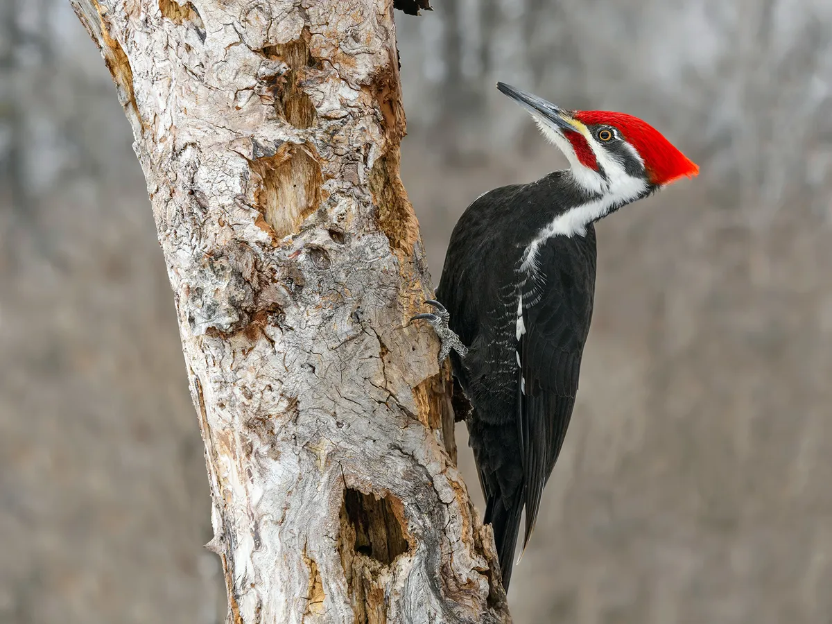 What Do Woodpeckers Eat? (Full Diet, Feeding, Habits + Behavior)