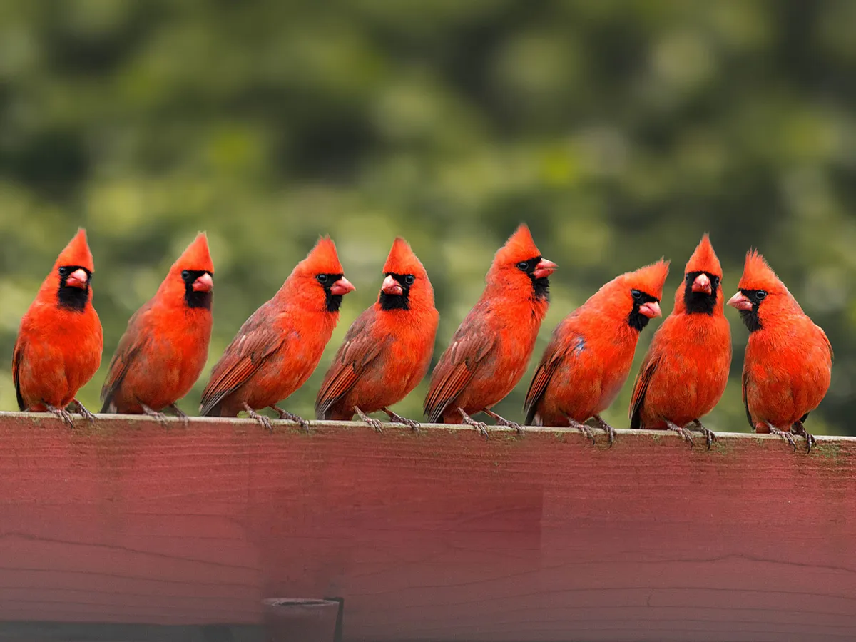 What is a Group of Cardinals Called? (Complete List + Why)
