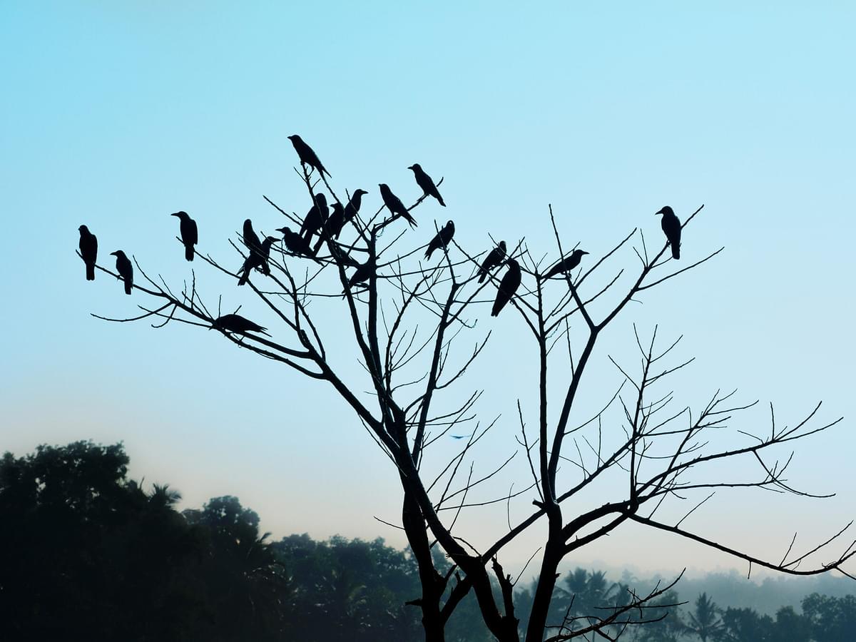 What is a Group of Crows Called? (And Why?)