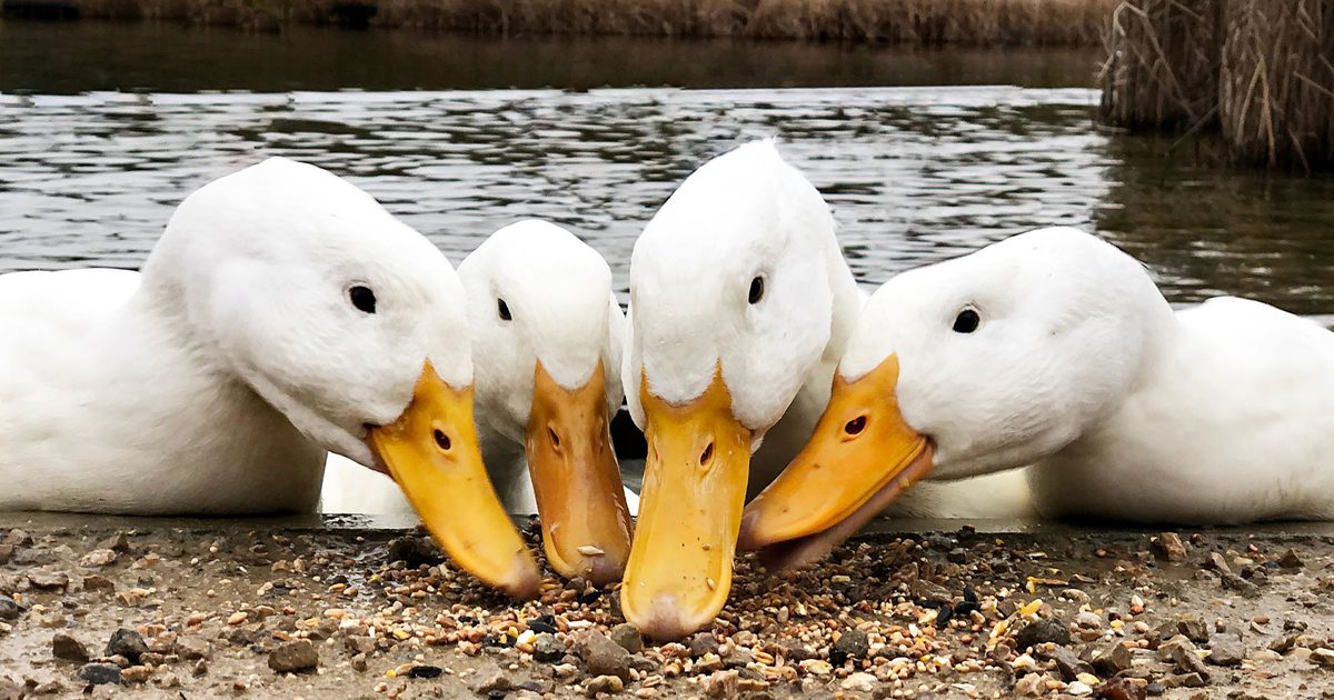 What is a Group of Ducks Called? Discover the Collective… | Birdfact