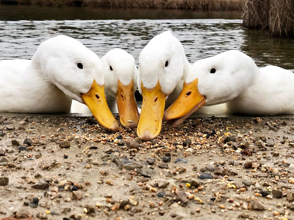 What is a Group of Ducks Called? Discover the Collective… | Birdfact
