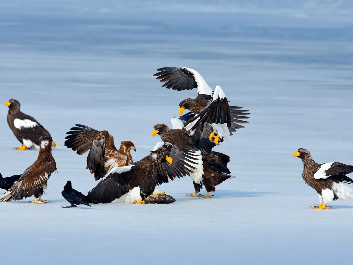 What is a Group of Eagles Called? | Birdfact