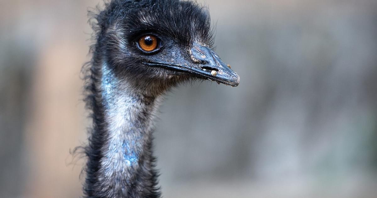 What is a Group of Emus Called? List + Why?) Birdfact What is a Group of Emus Called? List + Why?) Birdfact