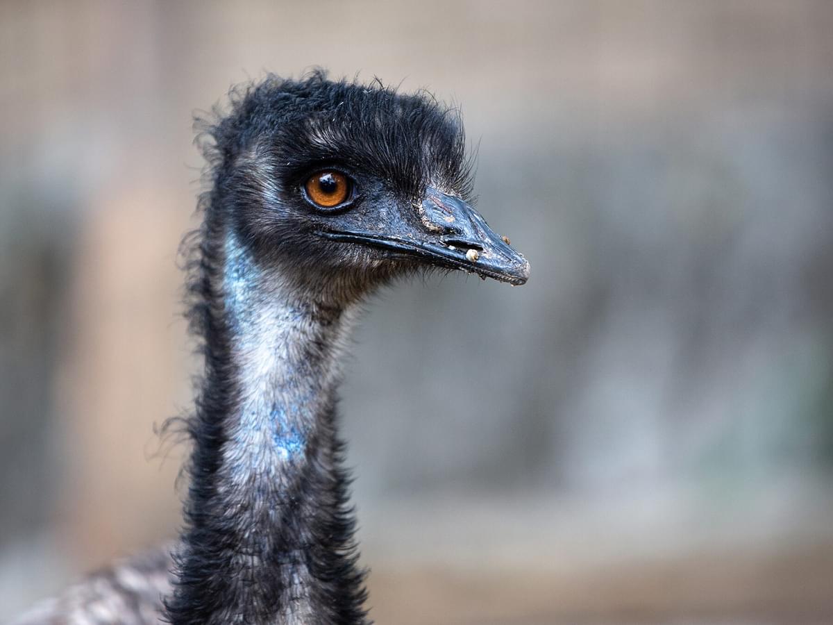 What is a Group of Emus Called? (Complete List + Why?)