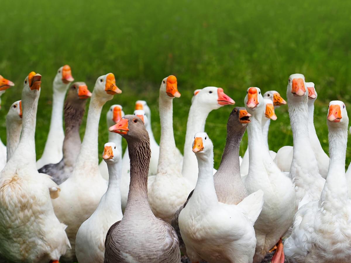 Collective Nouns for Geese: What's the Official Terms?