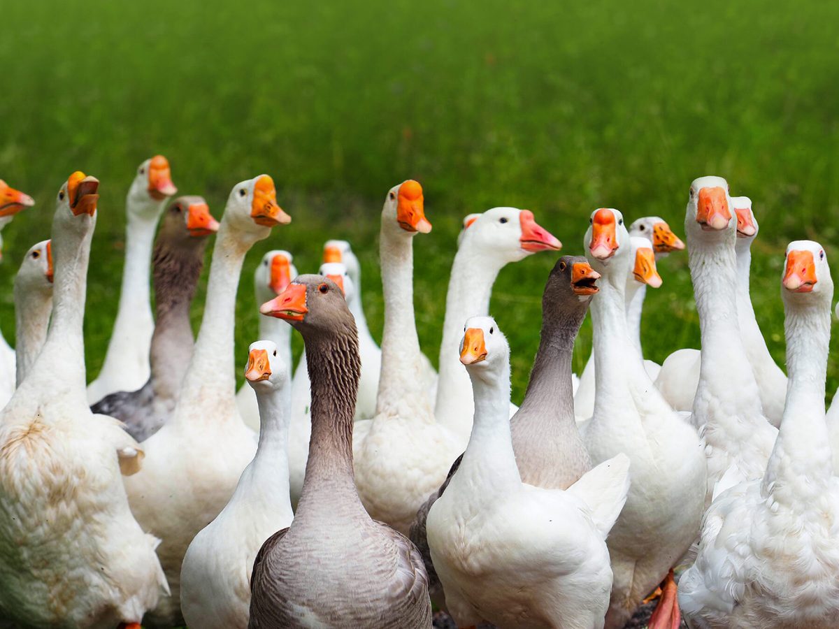 Collective Nouns for Geese: What’s the Official Terms? | Birdfact