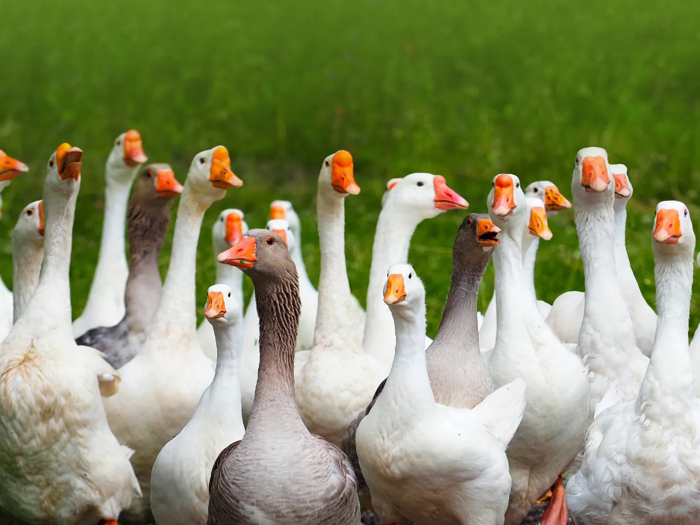 What Is a Group of Geese Called? Discover the Surprising Truth