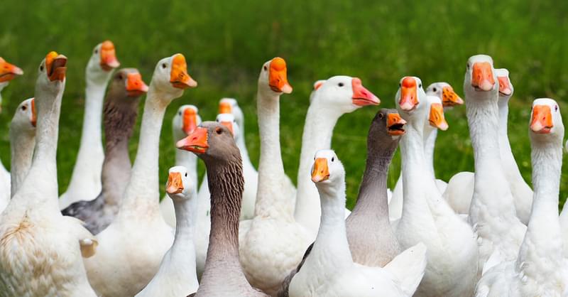 Collective Nouns for Geese: What’s the Official Terms? | Birdfact