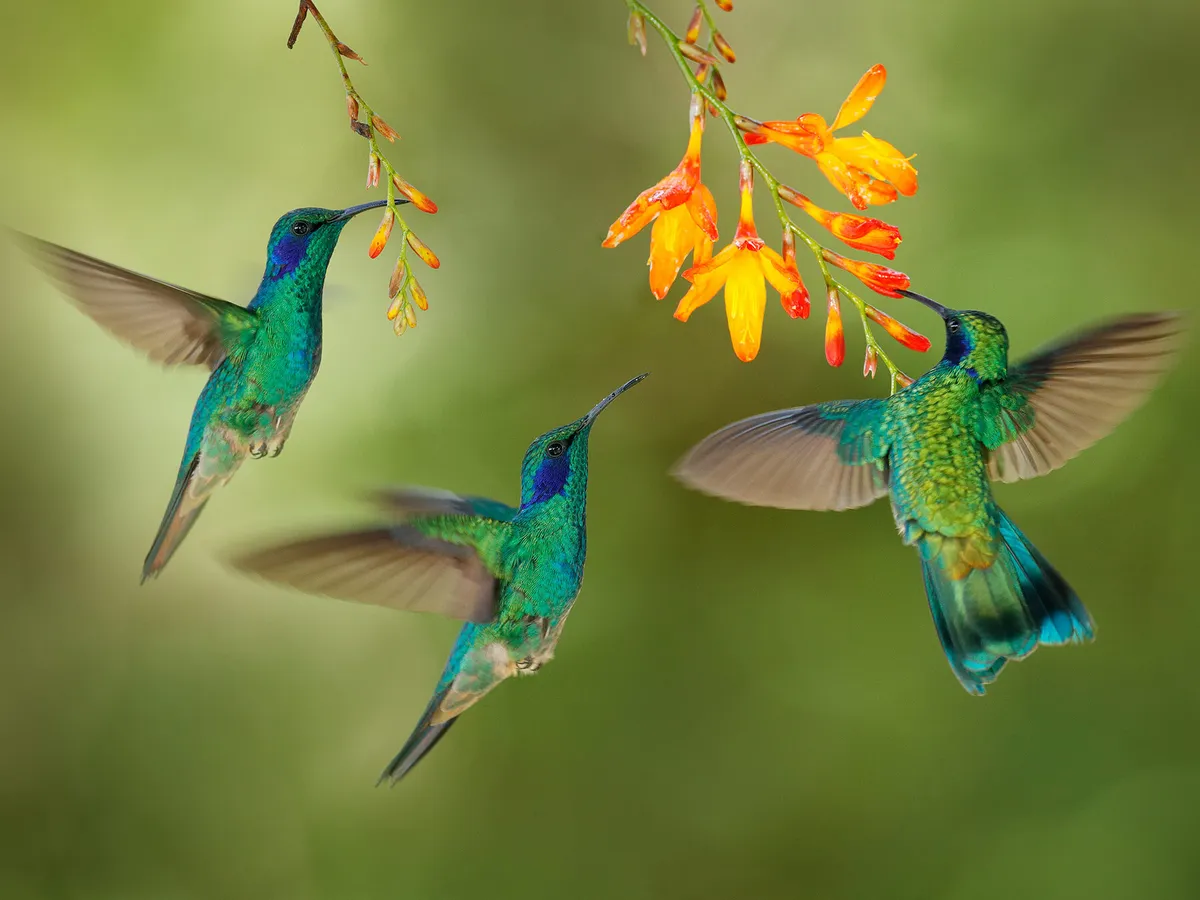 What is a Group of Hummingbirds Called? (Complete Guide)