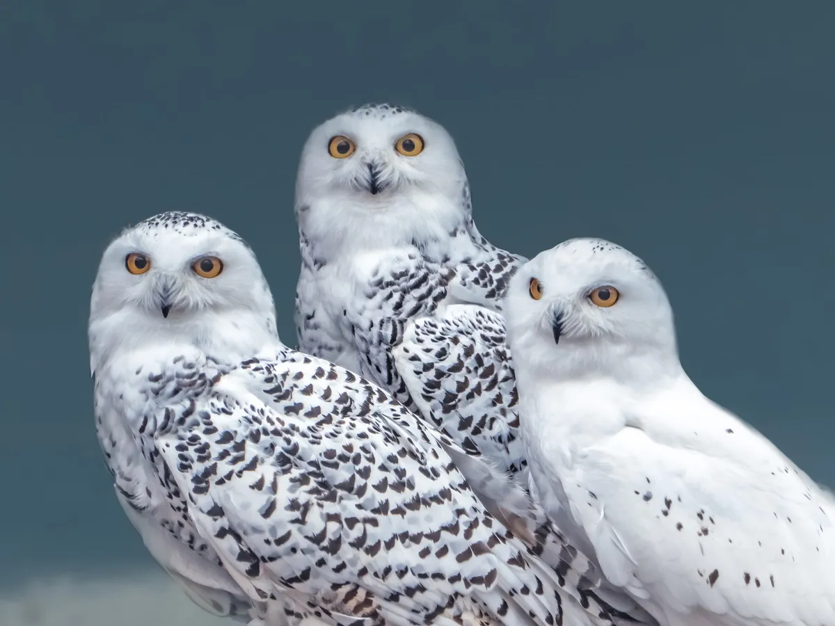 What is a Group of Owls Called? (Complete Guide)