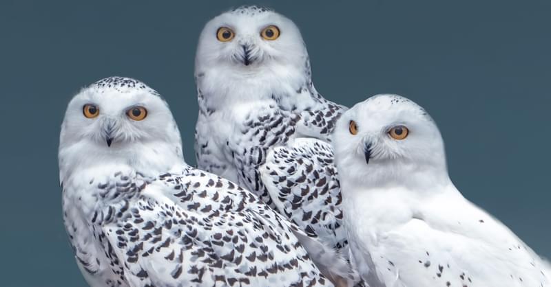 What Is a Group of Owls Called? Discover the Surprising Truth