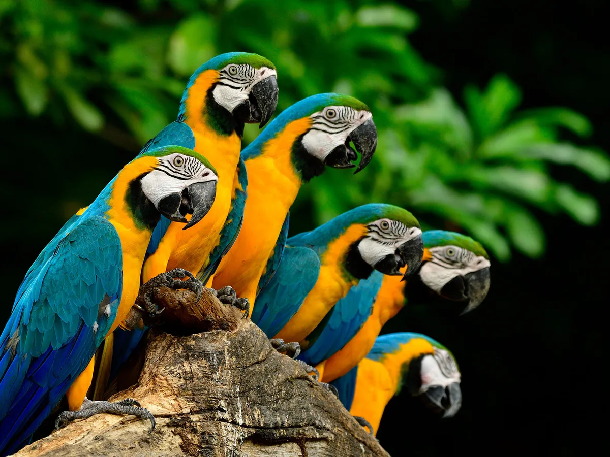 What Is A Group Of Parrots Called