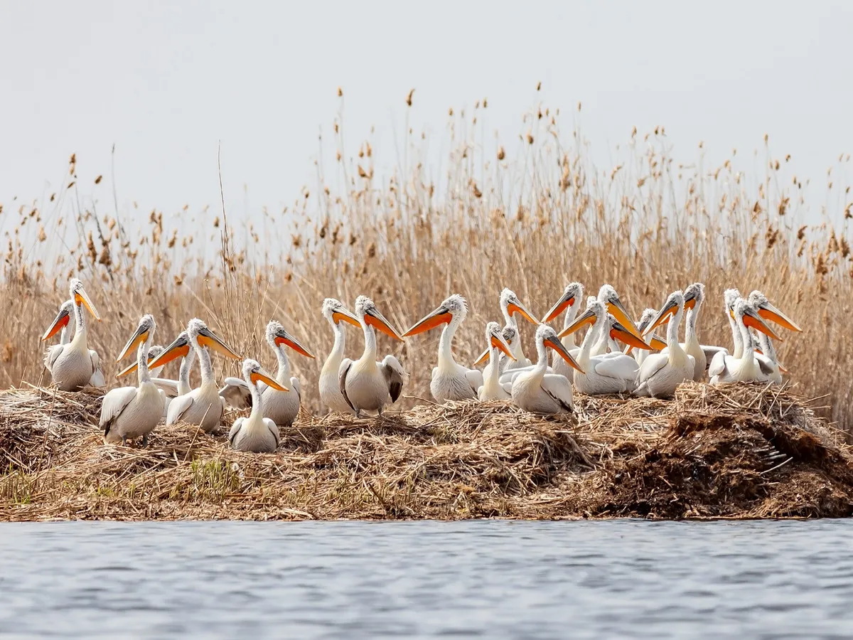 What is a Group of Pelicans Called? (Complete Guide)