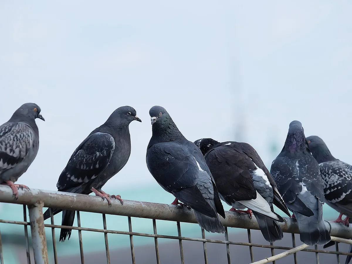 What is a Group of Pigeons Called? (Complete Guide)