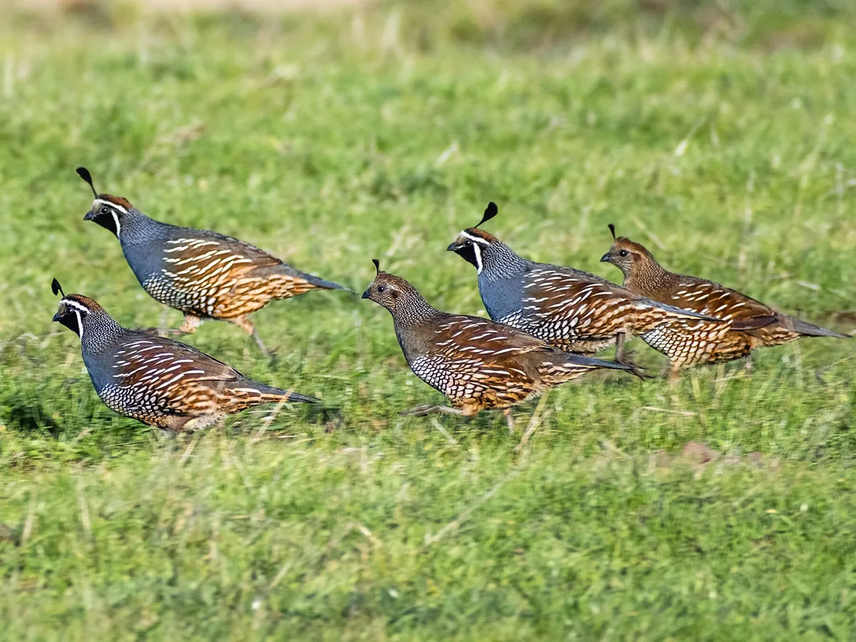 What is a Group of Quail Called? (Complete List + Why?)