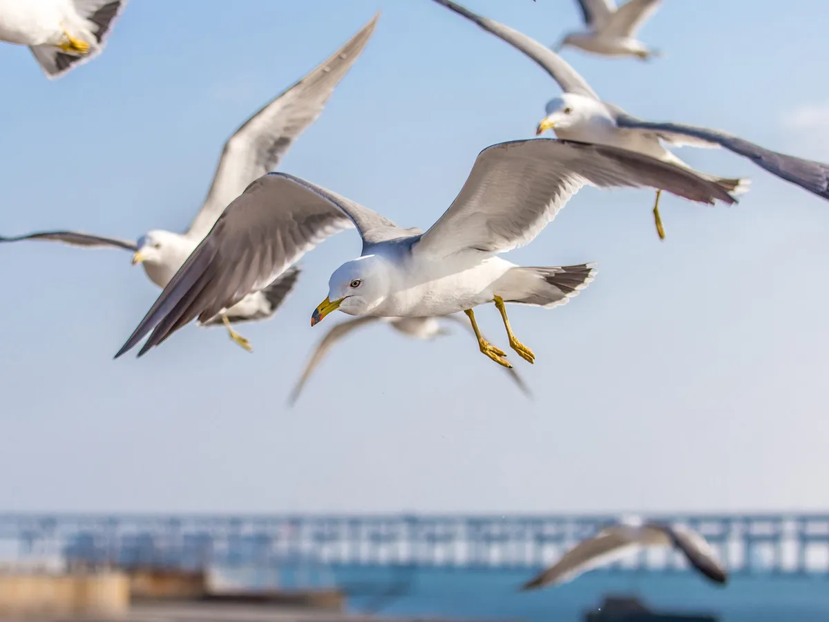 What is a Group of Seagulls Called? (Complete List + Why?)