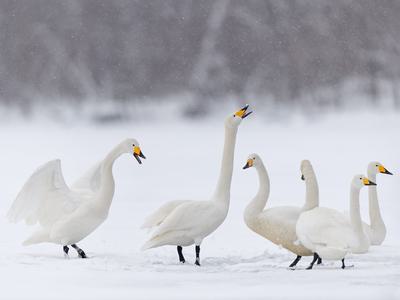 What is a Group of Ducks Called? Discover the Collective… | Birdfact
