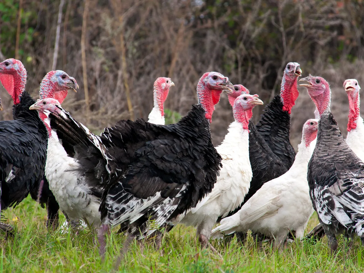 What is a Group of Turkeys Called? (Complete Guide)