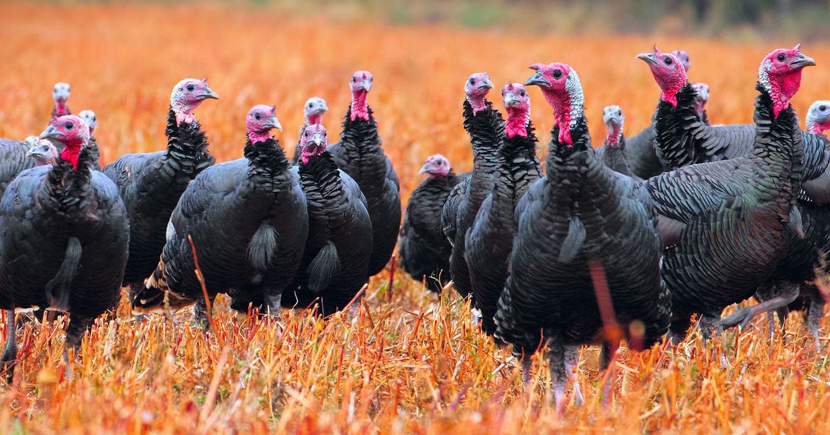 What Do You Call a Group of Turkeys? From ‘Gangs’ to ‘Rafts | Birdfact