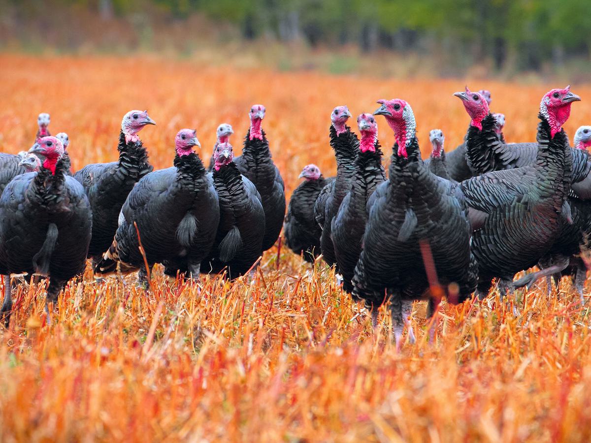 What Do You Call a Group of Turkeys? From ‘Gangs’ to ‘Rafts | Birdfact