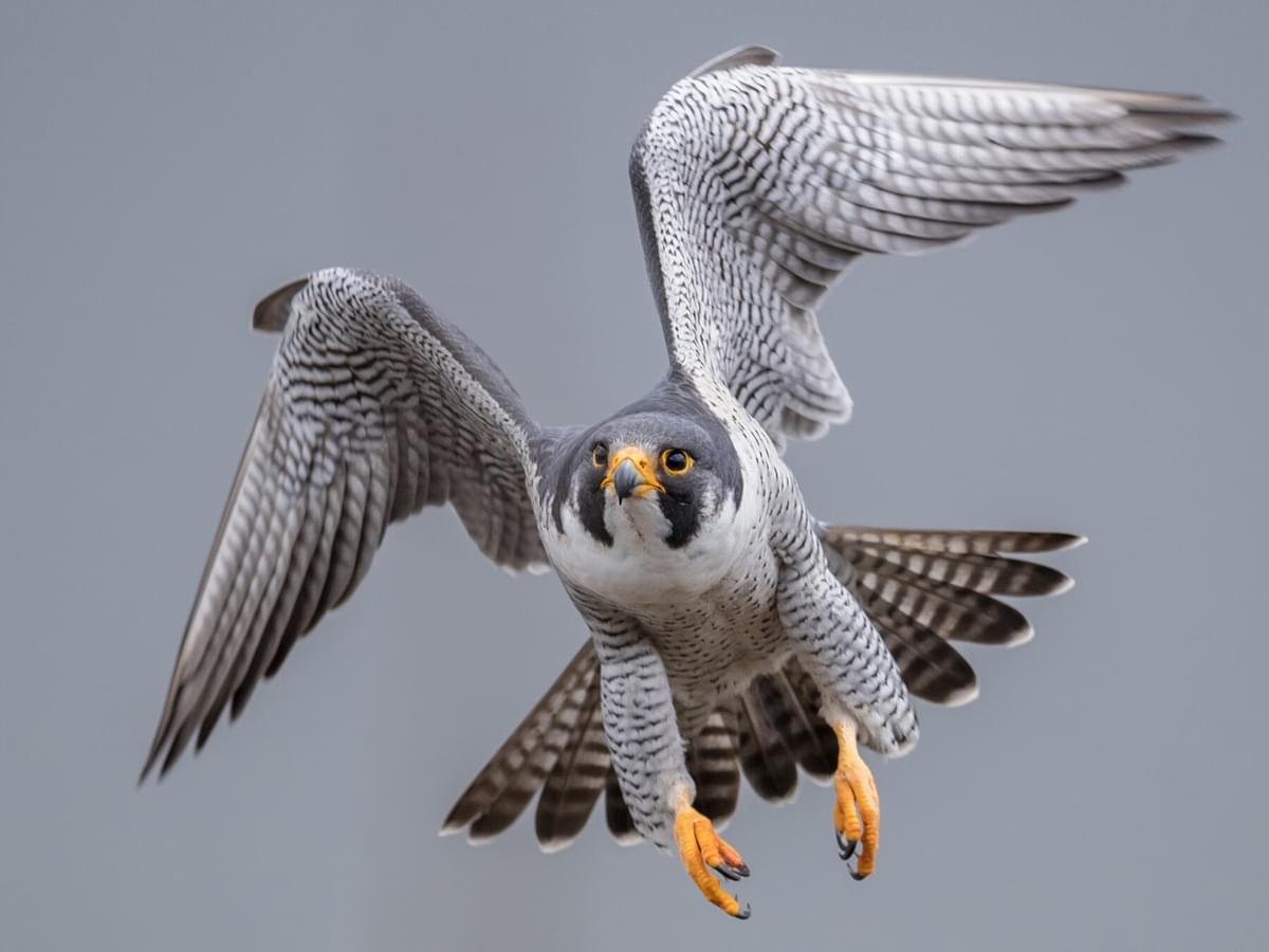 The Fastest Birds in the World: Speed in the Skies and on Land