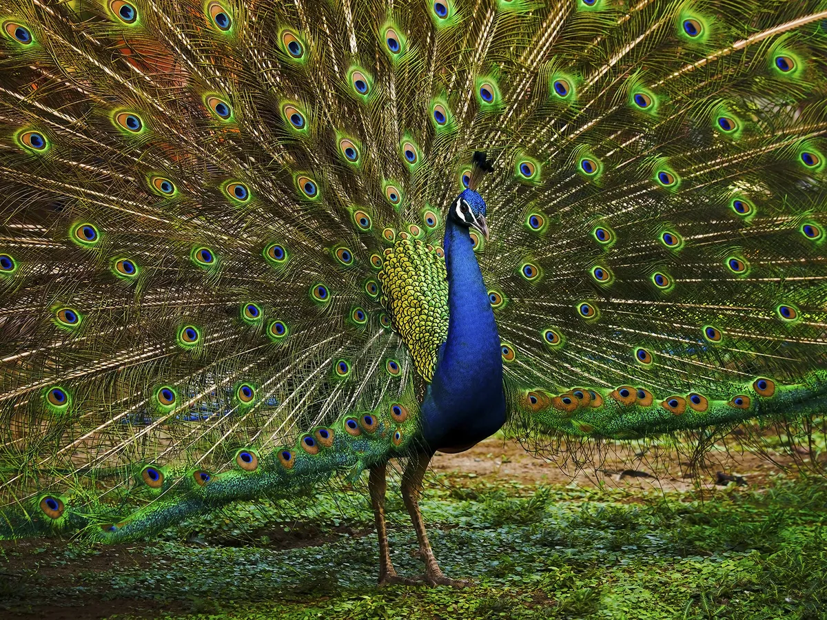 What Is The National Bird of India? (And Why) | Birdfact