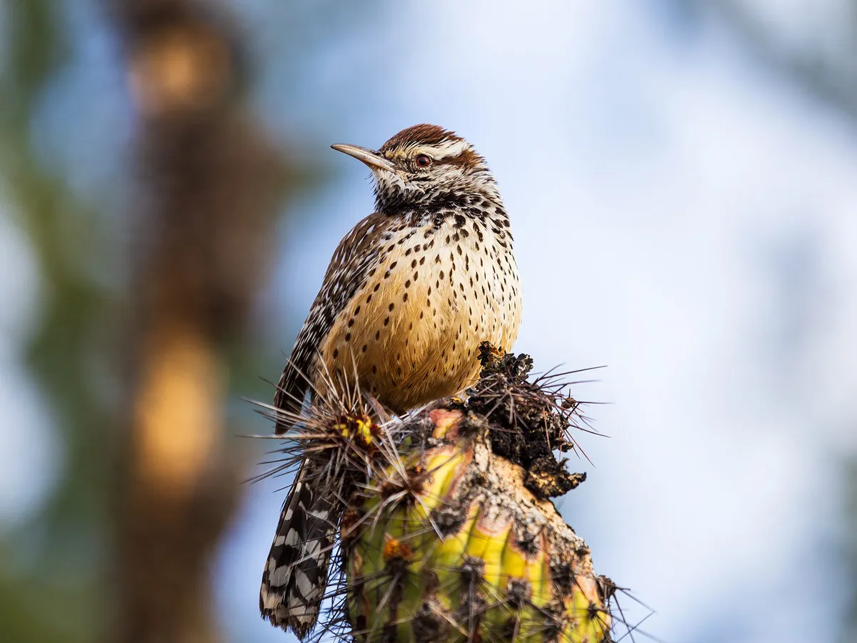 What is the State Bird of Arizona? (And Why?)
