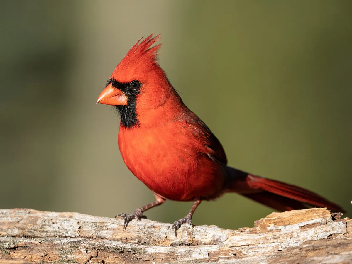What is the State Bird of Illinois? (And Why?)