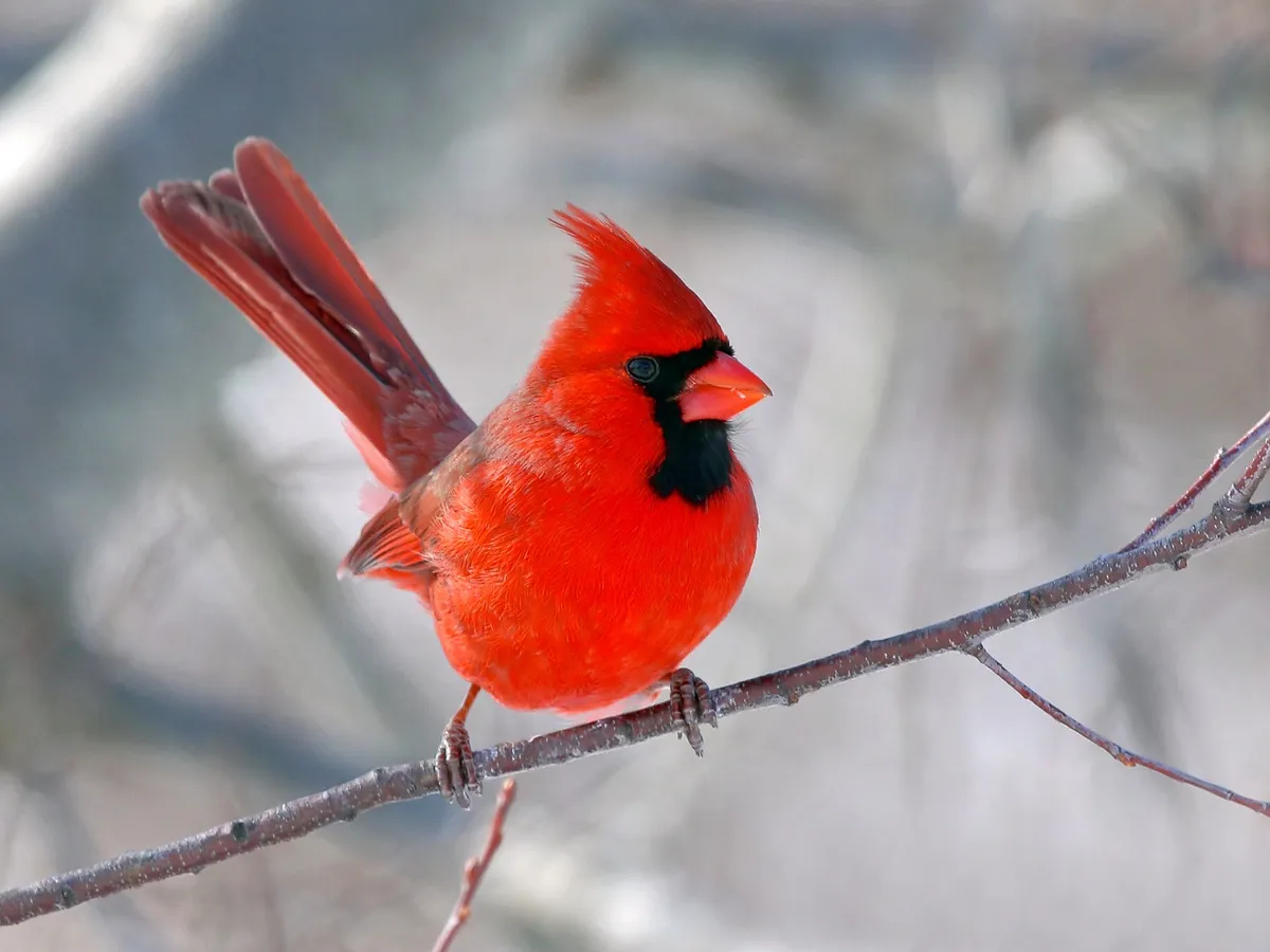 What is the State Bird of Indiana? (And Why?)