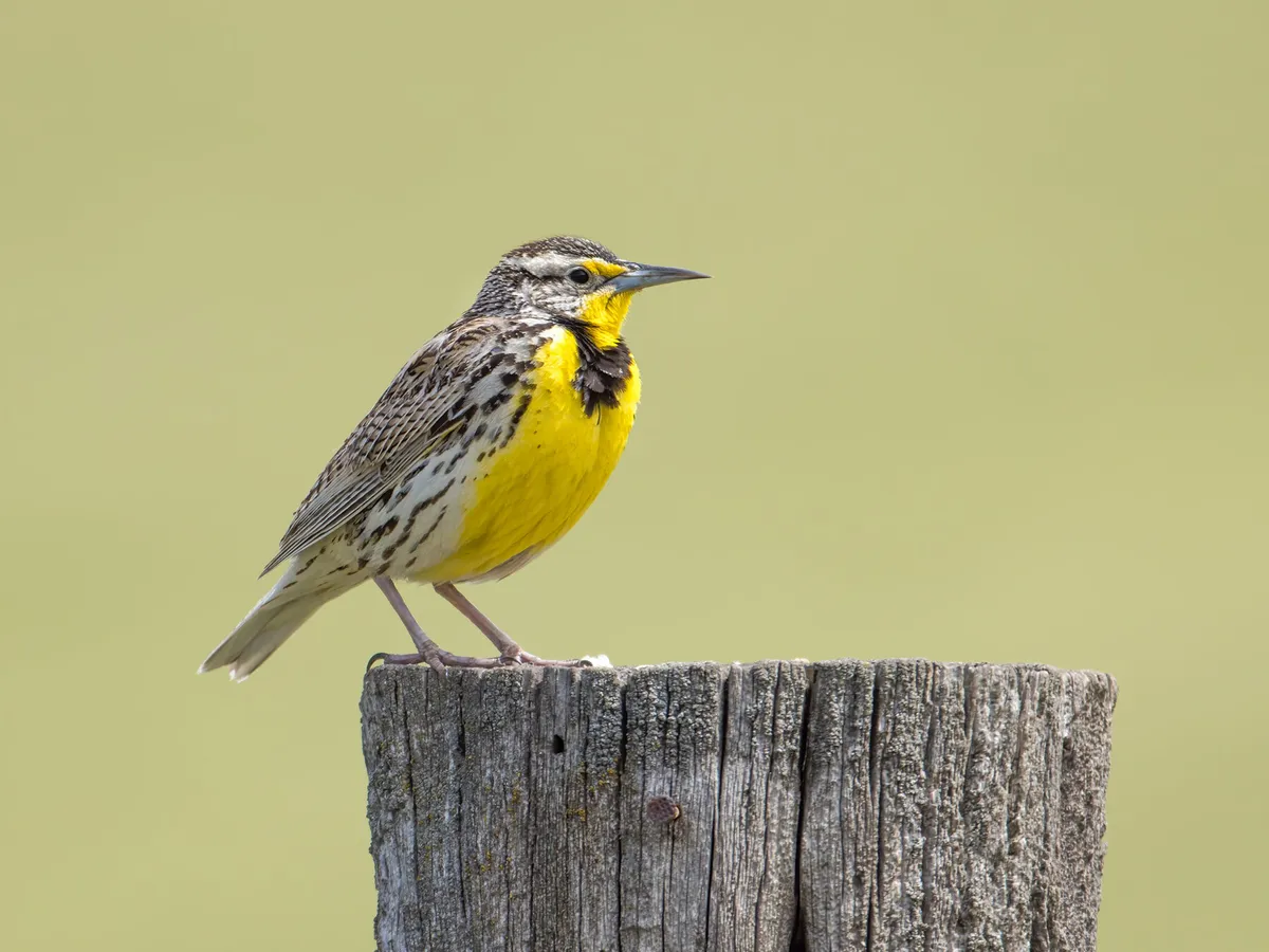 What is the State Bird of Kansas? (And Why?)