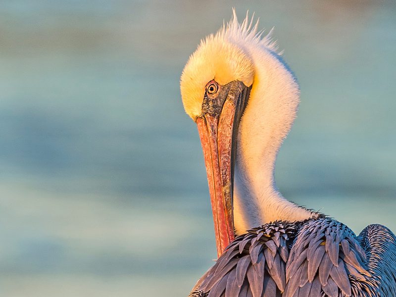 What Do Pelicans Eat? (Complete Guide) | Birdfact