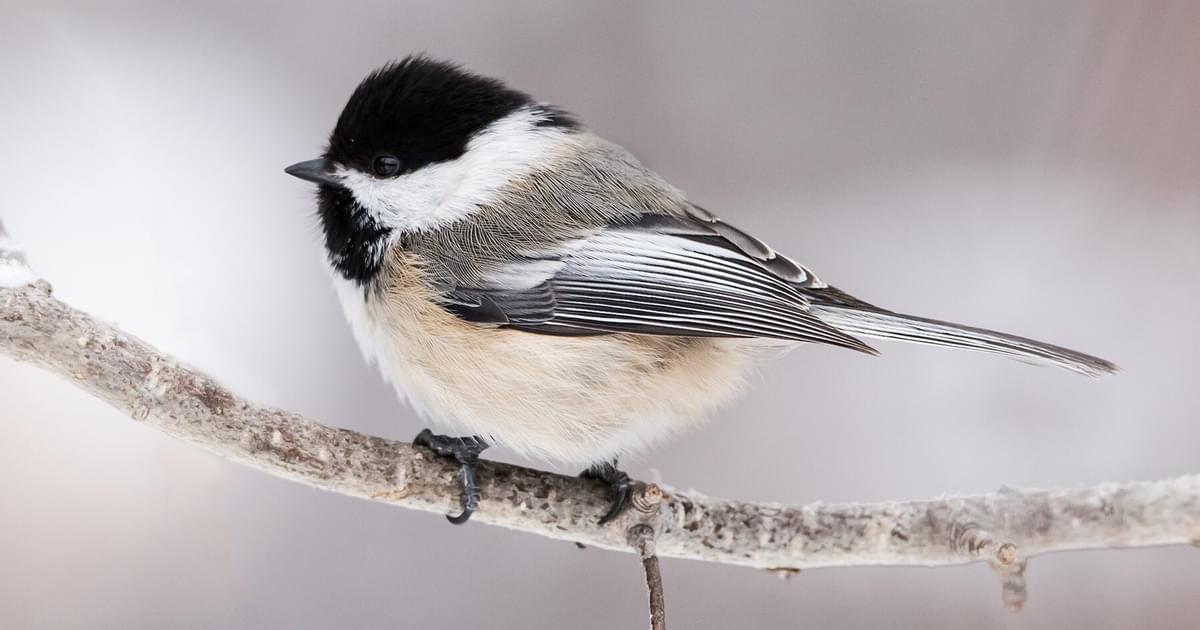 What is the State Bird of Massachusetts? (And Why?) | Birdfact