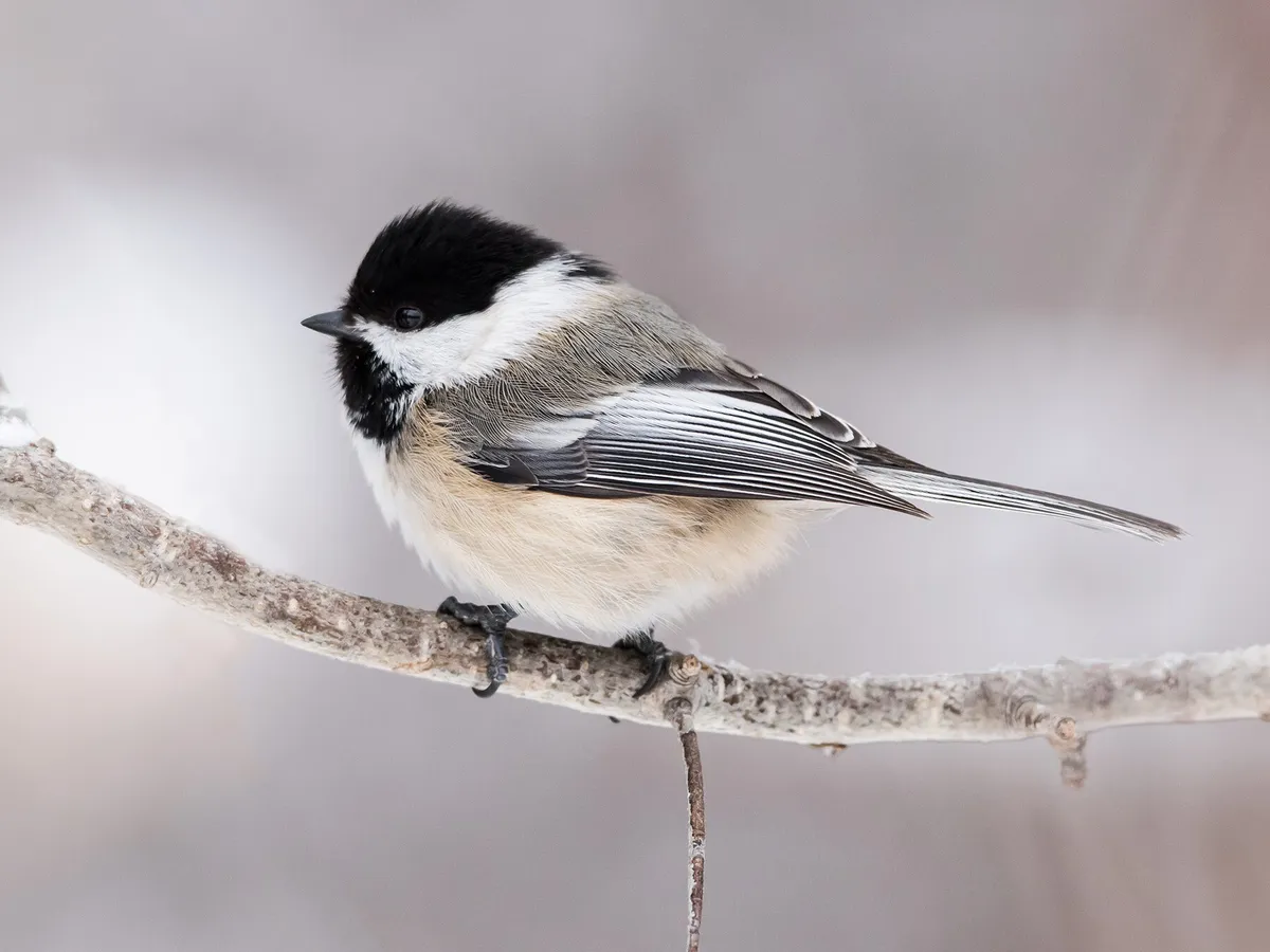 What is the State Bird of Massachusetts? (And Why?)