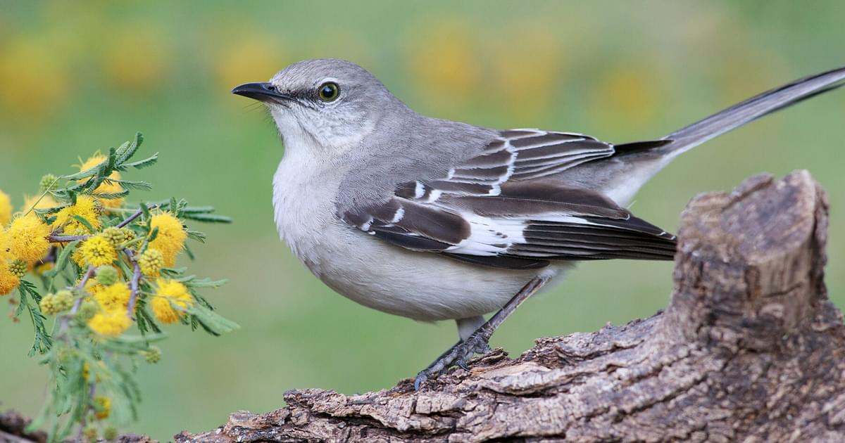 Mississippi Bird mississippi-bird