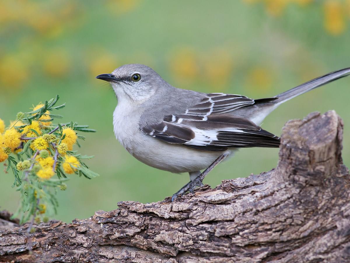 What is the State Bird of Mississippi? (And Why?)