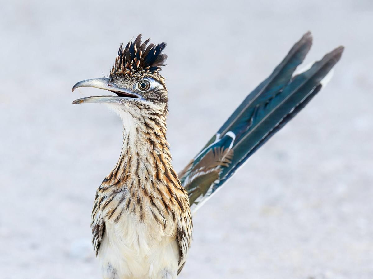 What is the State Bird of New Mexico? (And Why?)