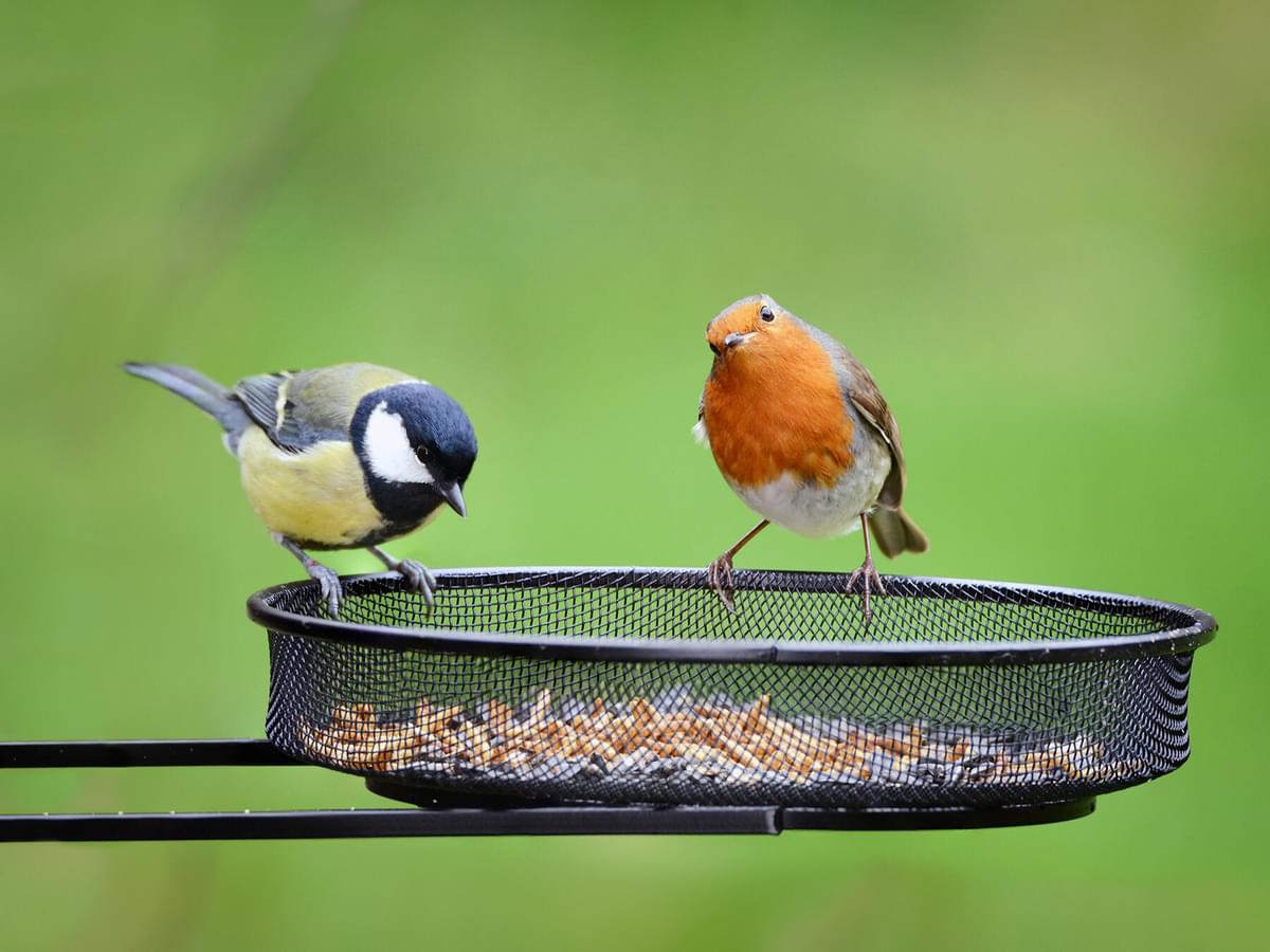 Feeding Rhythms: What Time Of The Day Do Birds Eat?