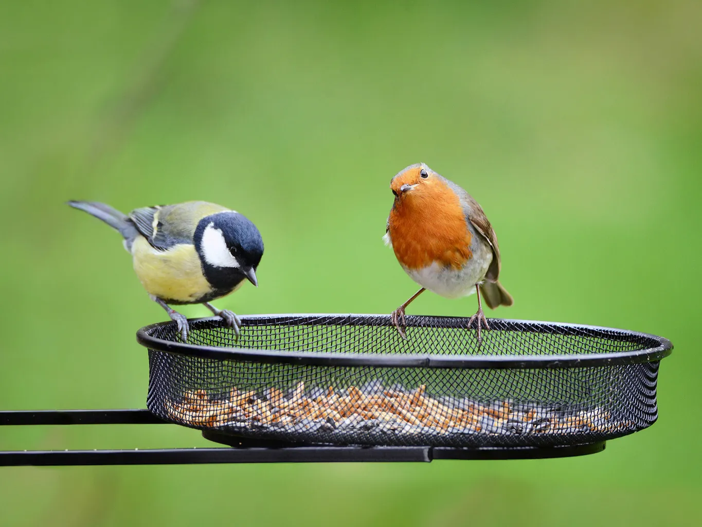 What Time of Day Do Birds Feed: Peak Feeding Insights