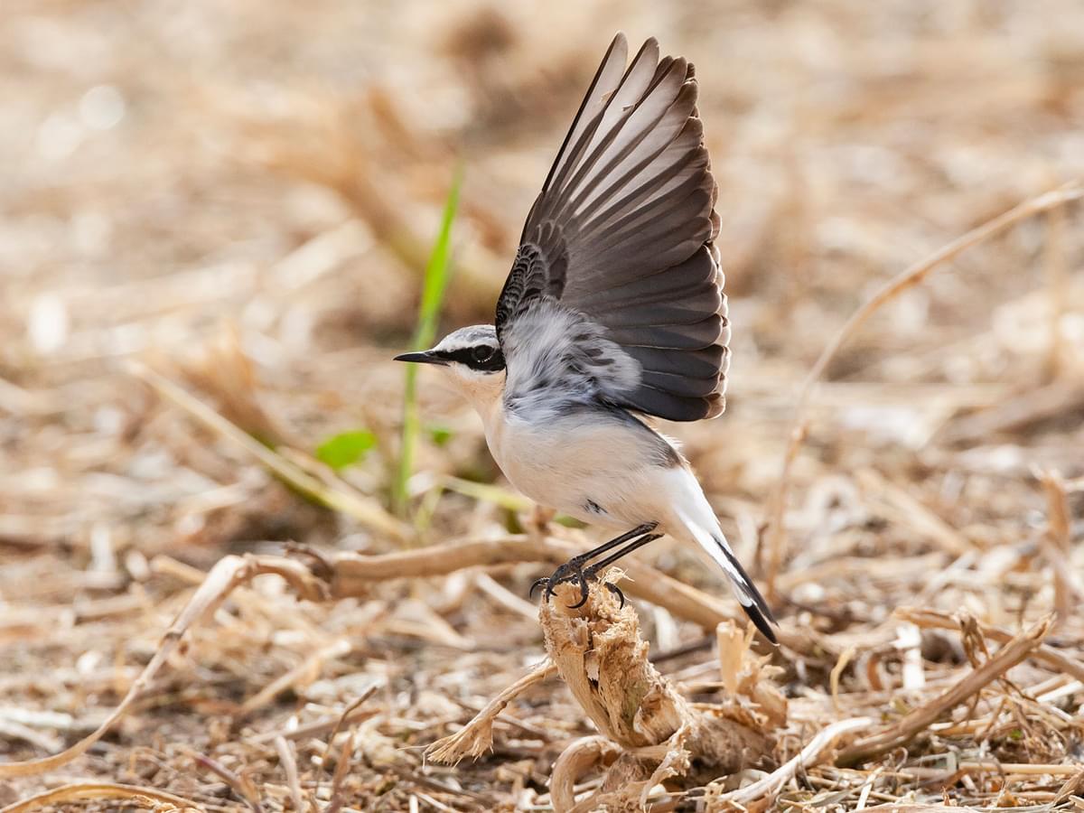Wheatear (male) about to take off for flight, showing underwing