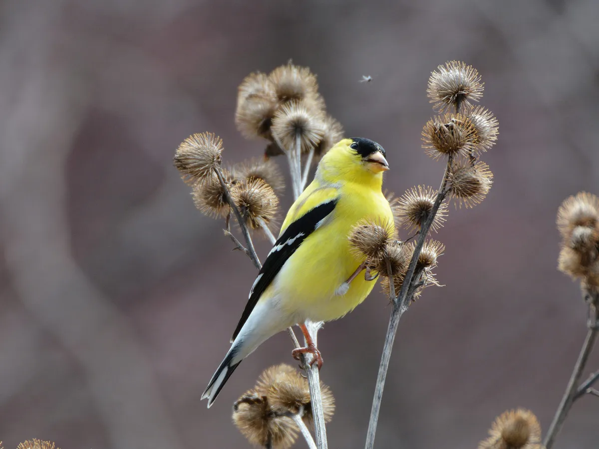 American Goldfinch Nesting: A Complete Guide