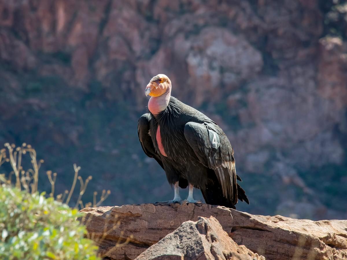 Where Do Condors Live? (California Condor Habitat + Distribution)