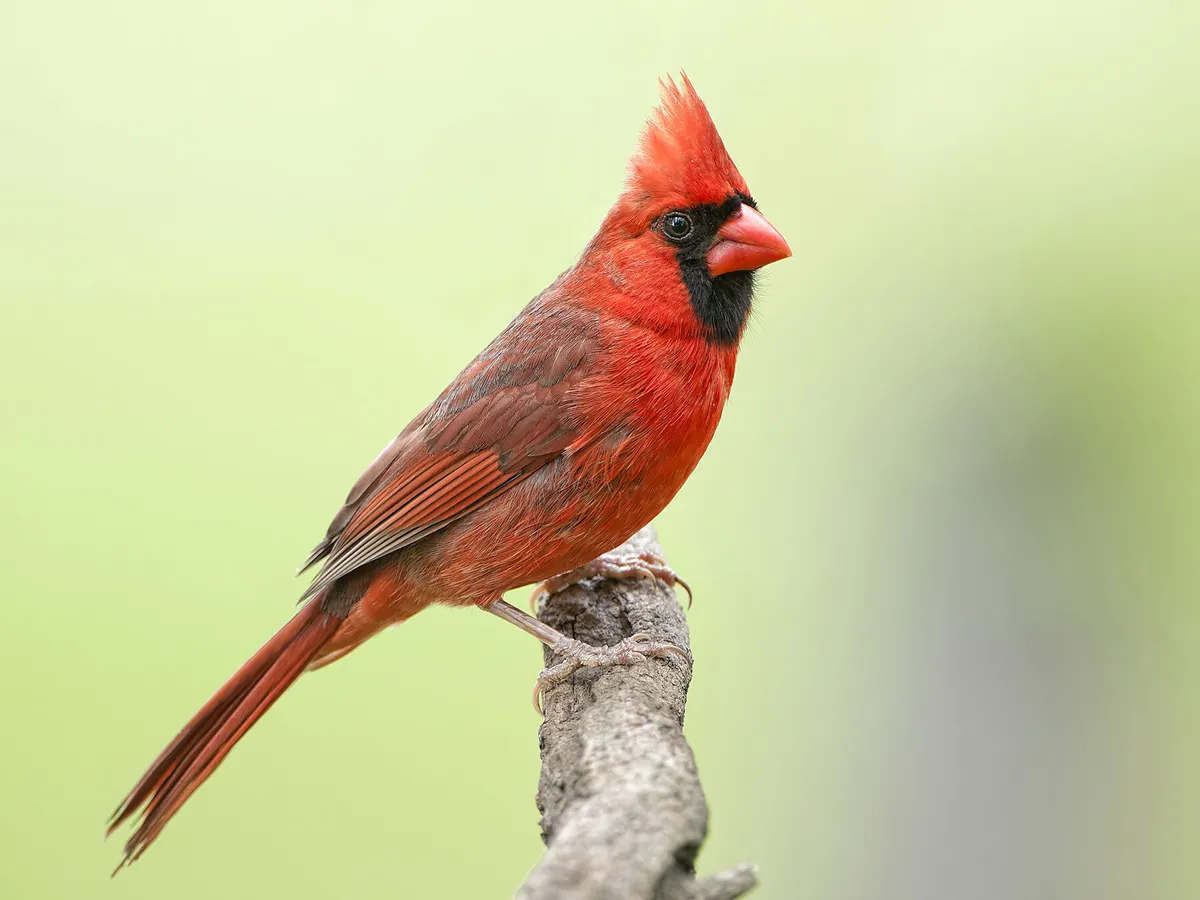 Where Do Cardinals Live? (Habitat + Distribution)