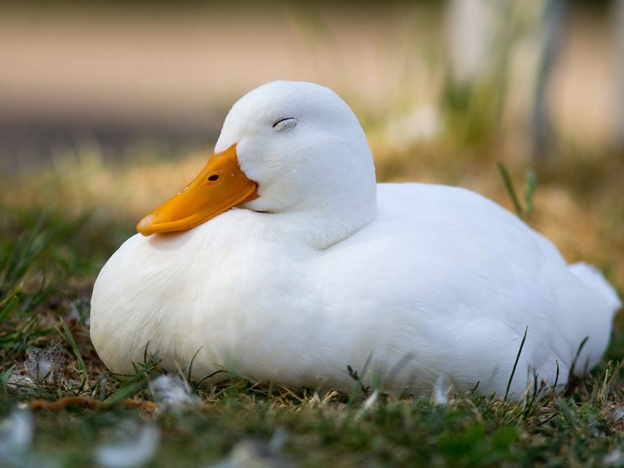 What is a Group of Ducks Called? Discover the Collective… | Birdfact