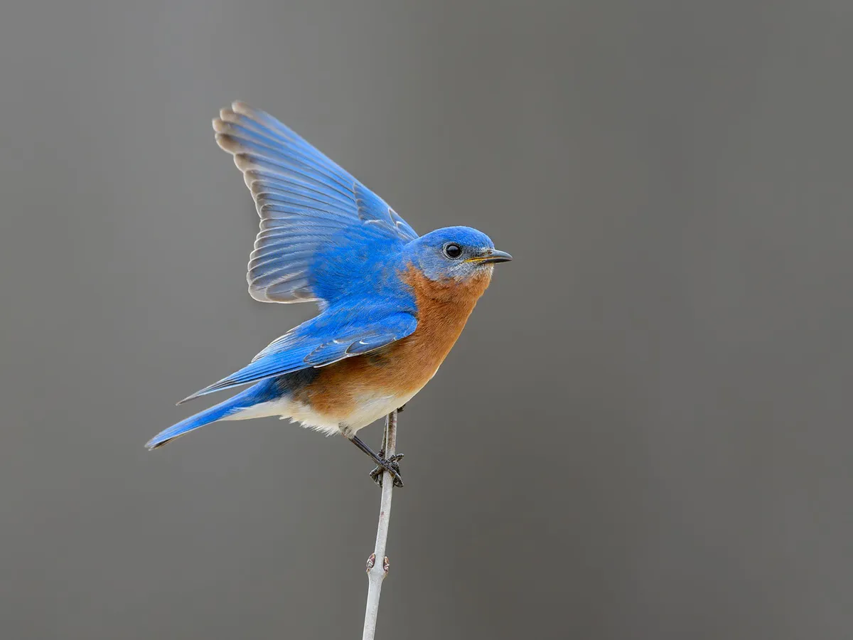 What Does It Mean When You See A Blue Bird
