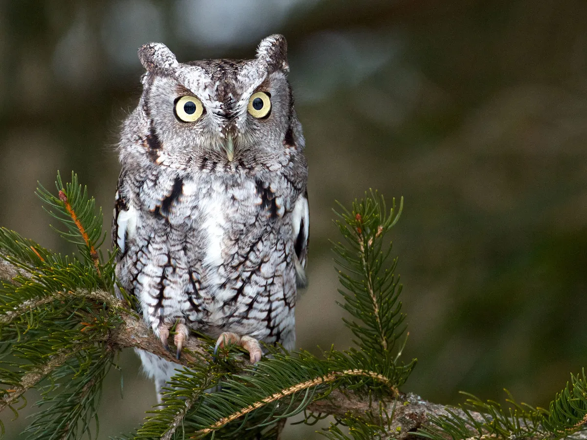 Where Do Eastern Screech Owls Live? (Habitat, Range + Distribution)
