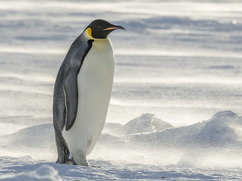 Where Do Emperor Penguins Live? (Habitat + Distribution) Birdfact