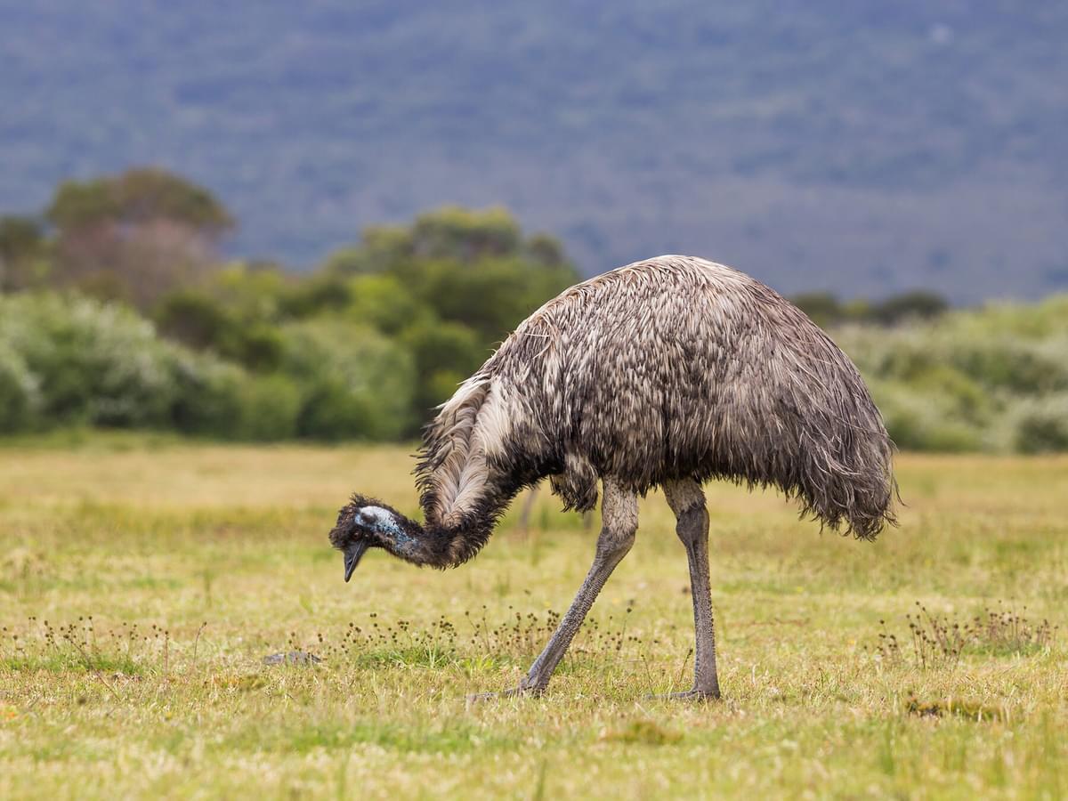 Where Do Emus Live? (Habitat + Distribution)